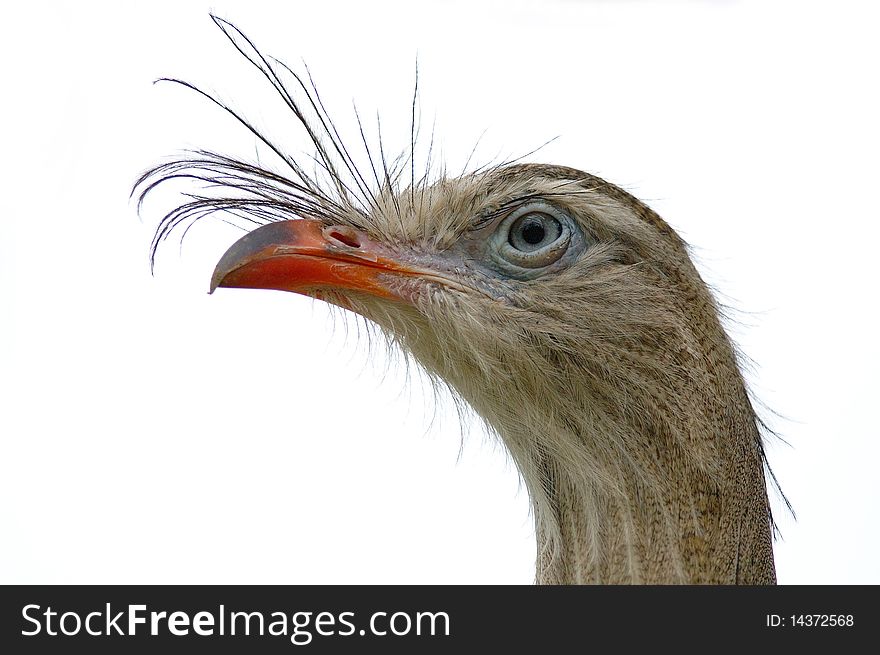 A bird with lock that looks you into the eye