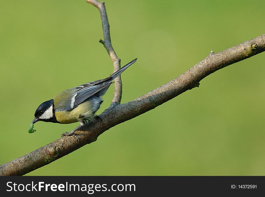 Great Tit eating Caterpillar