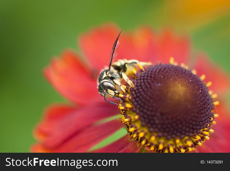 Bee on red sunbride flower. Bee on red sunbride flower