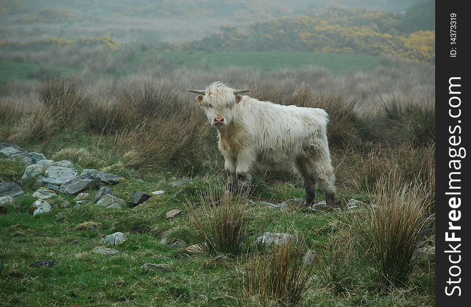 Young white highland cattle on the isle of islay. Young white highland cattle on the isle of islay