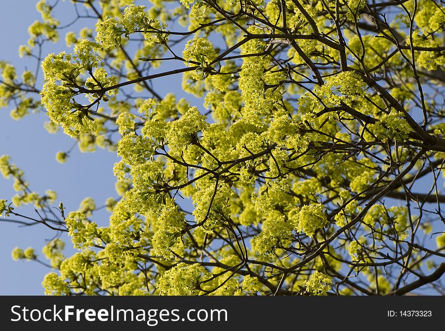 Spring maple flowers, summer day