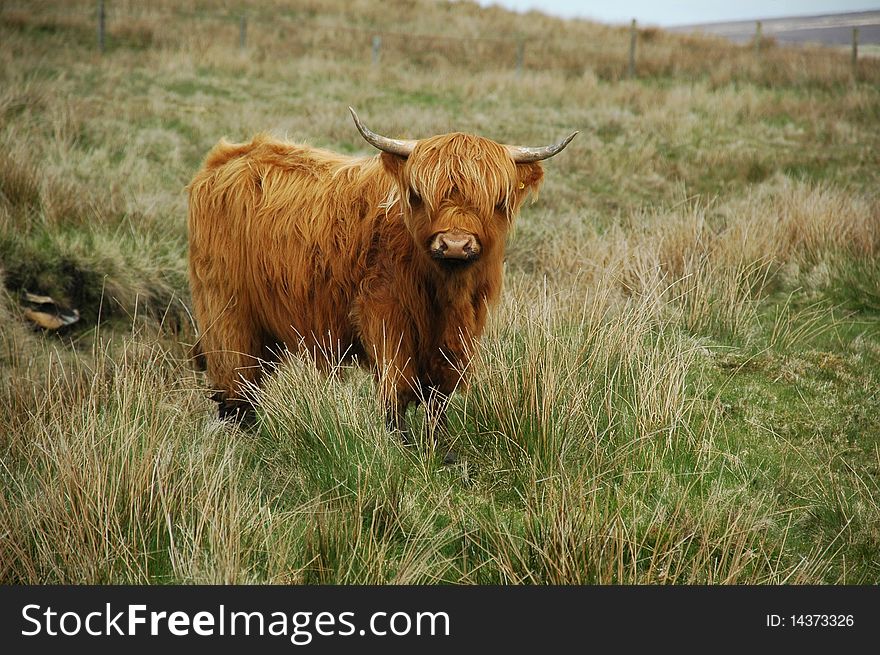 Young brown highland cattle on the isle of islay. Young brown highland cattle on the isle of islay