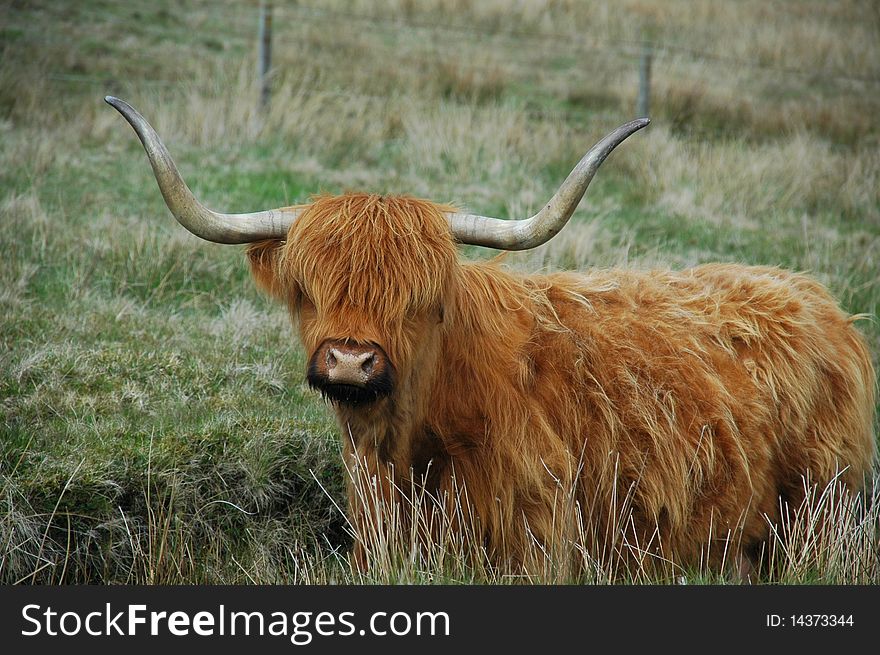 Brown highland cow with serious horns