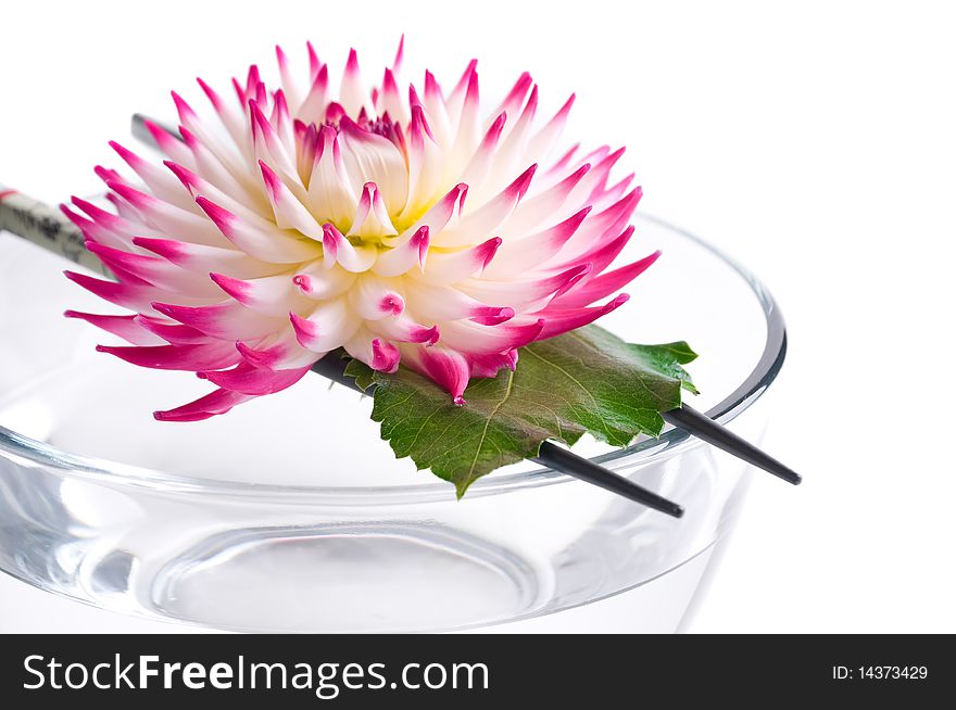 Pink flower floating on the Chinese sticks in bowl spa background