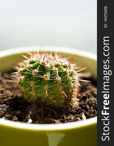 Small prickly cactus in pot