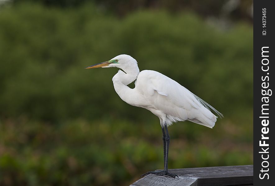 Snowy Egret in Florida in the early spring