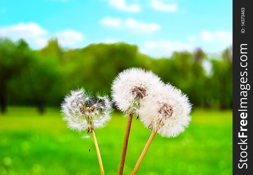 White fluffy dandelions against a green glade and the solar sky