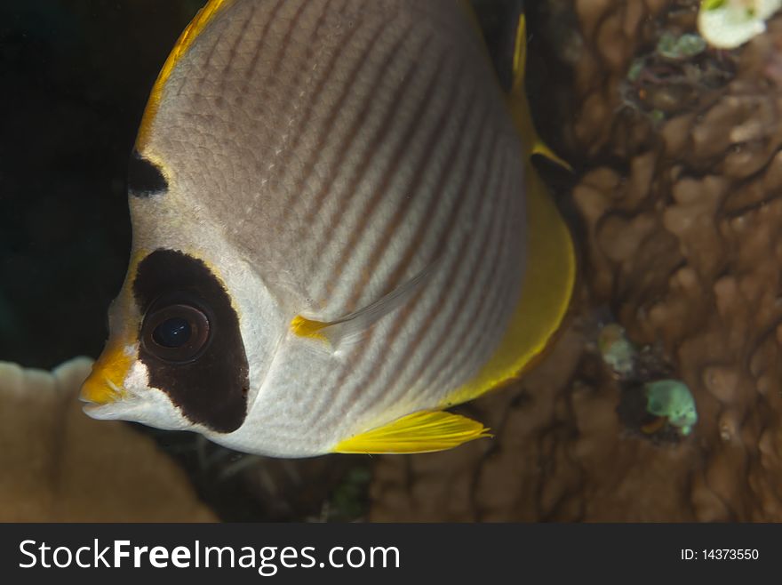 Panda Butterflyfish in close up on coral reef