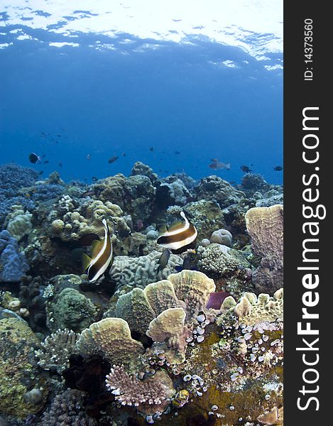 Coral reef off the coast of Bali in Indonesia