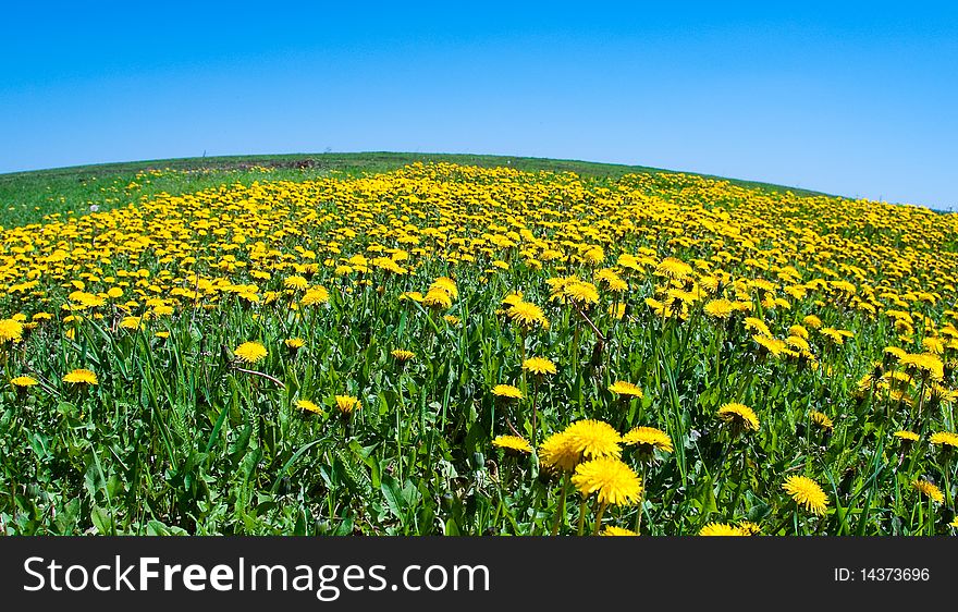 Field of blossoming dandelions under the blue sky