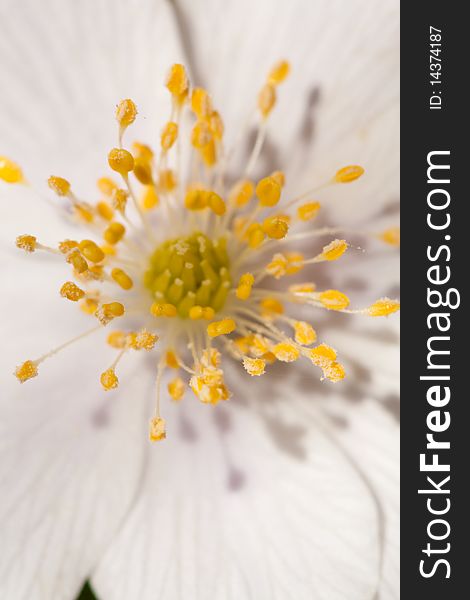 White anemone macro close up in nature