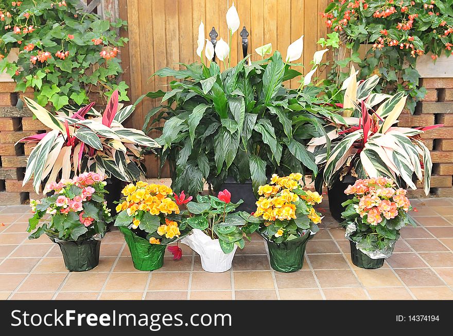 Several flowers in pots placed on floor with other tropical plants in background. Several flowers in pots placed on floor with other tropical plants in background
