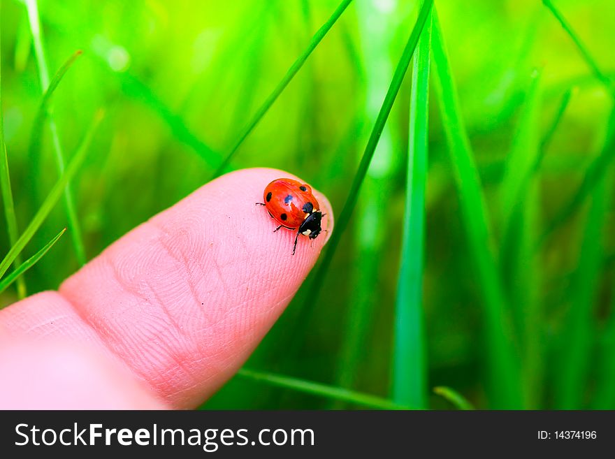 A ladybug sitting on my fingertip. A ladybug sitting on my fingertip