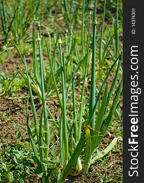 Spring onions growing on the garden plot