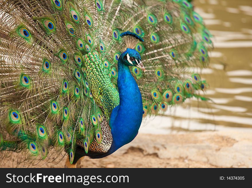 Impressive Peacock with Feathers Spread