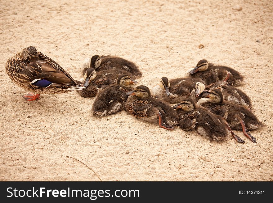 Mother Mallard Duck Rests With Ducklings