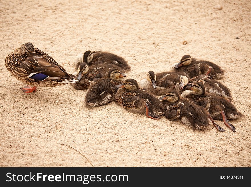 Mother Mallard Duck Rests with Ducklings