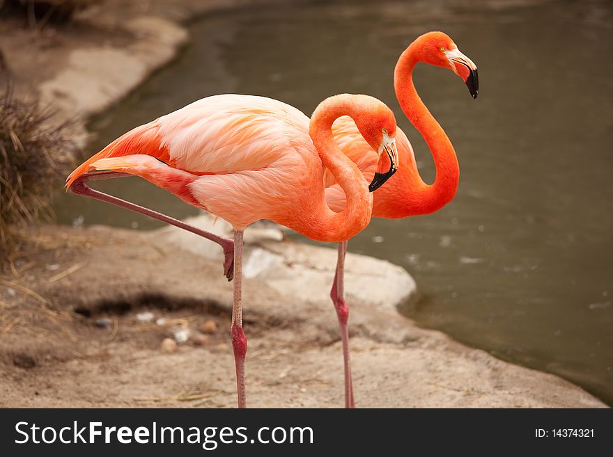 Beautiful Flamingo Couple Rest