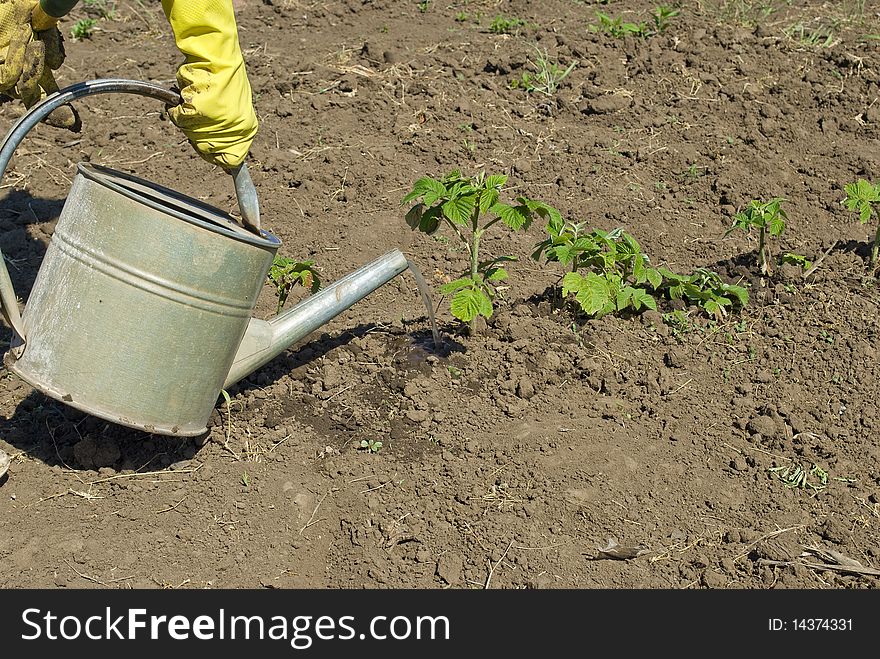 Watering of a raspberrycane in a hot day