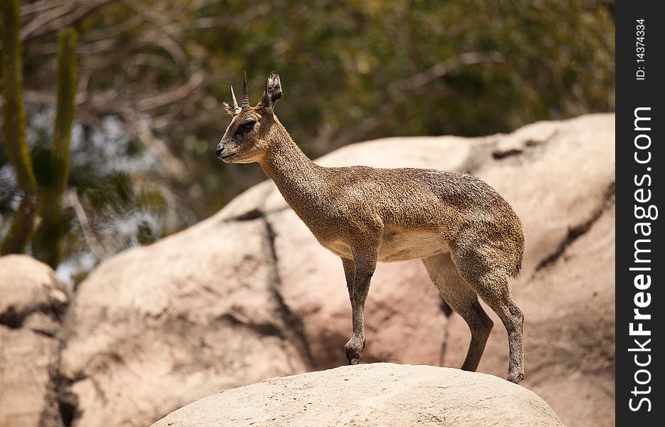 Rock-Dancing Cliff Springer, Klipspringer