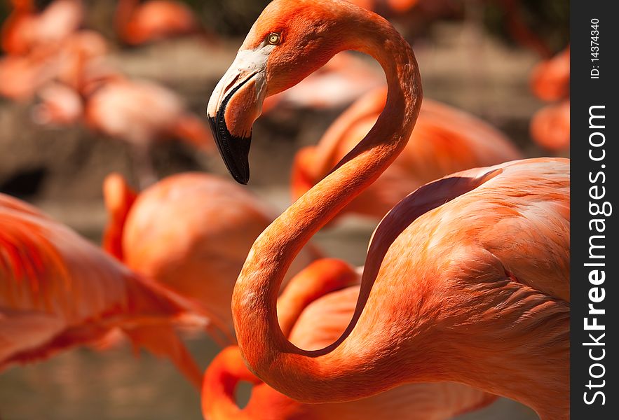 Flock of Beautiful Flamingos with narrow Depth of Field.
