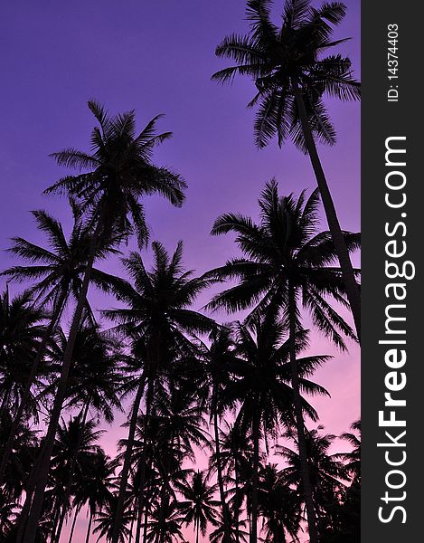 A silhouette photo of coconut tree in evening. A silhouette photo of coconut tree in evening