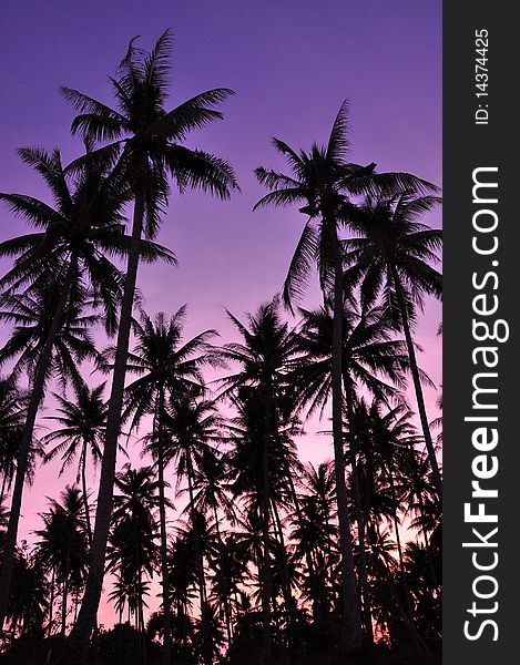 A silhouette photo of coconut tree in evening. A silhouette photo of coconut tree in evening