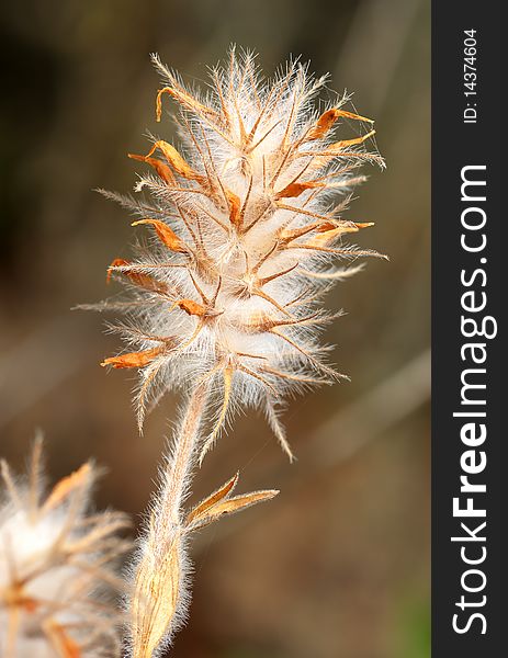 Plant with dense white hairs, Israel. Plant with dense white hairs, Israel