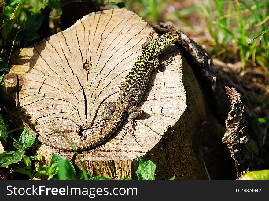 a lizard warms up on an old trunk in the spring sun. a lizard warms up on an old trunk in the spring sun