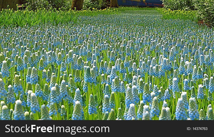 Field with common grape-hyacinths in Dutch national flower- park