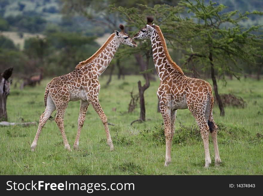 Two Giraffes facing each other.