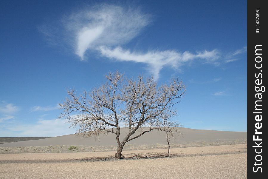 Tree in Idaho Desert