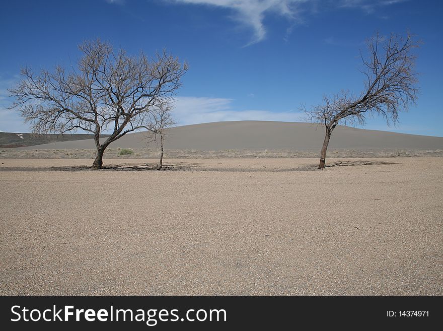 Trees in the desert landscape of Bruneau Dunes State Park in Idaho USA not far from the city of Boise. Trees in the desert landscape of Bruneau Dunes State Park in Idaho USA not far from the city of Boise.