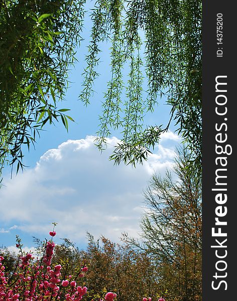 Cloud decorated blue sky in a park. Cloud decorated blue sky in a park.