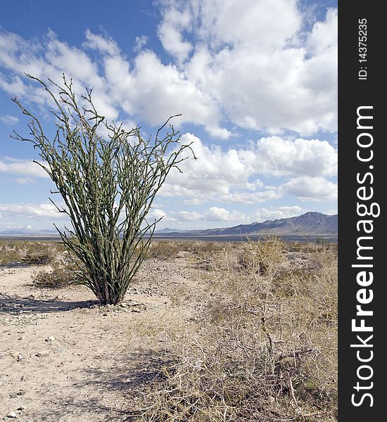 An Ocotillo tree in Joshua Tree National Park