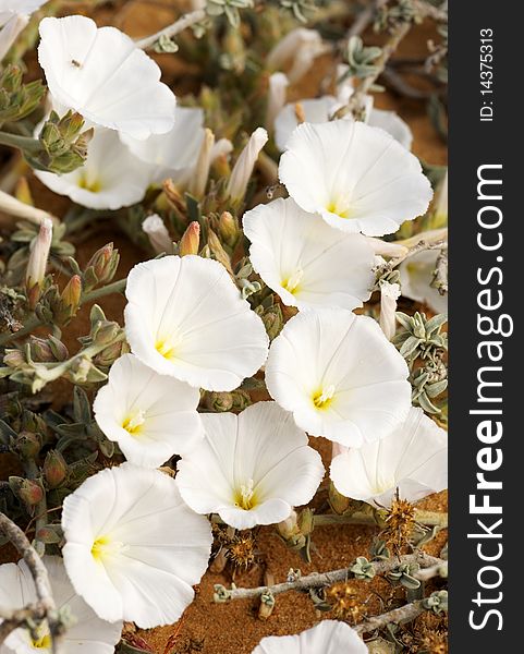 White flowers of bindweed growing on the sand in Israel. White flowers of bindweed growing on the sand in Israel
