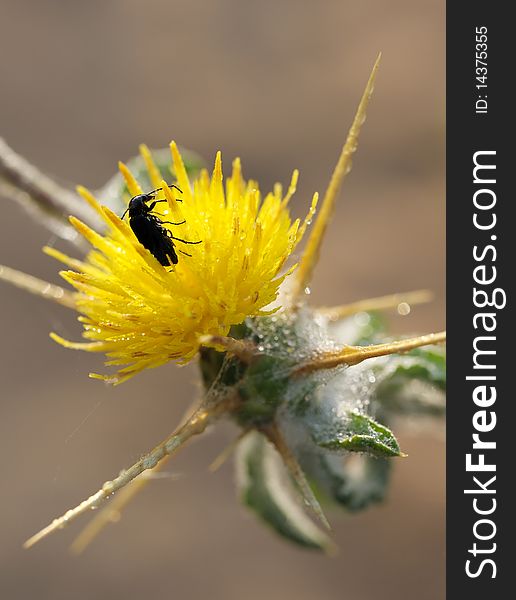 Black beetle on yellow flower of prickly plants. Black beetle on yellow flower of prickly plants.