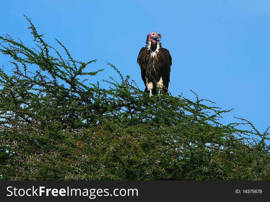 Lappet Faced Vulture