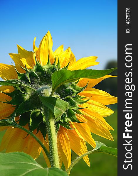 Closeup on fresh sunflower in the garden