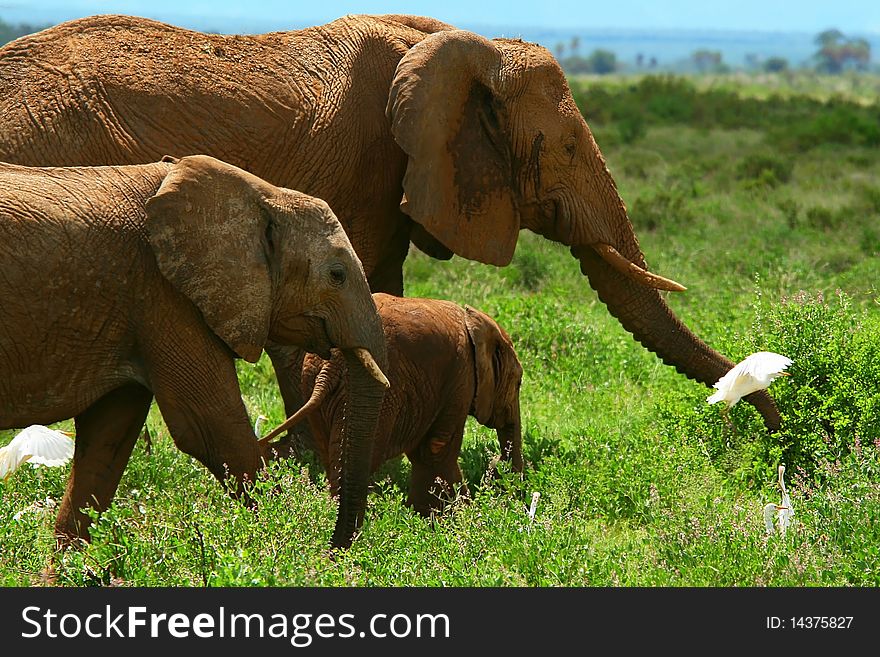 Family of elephants in the wild