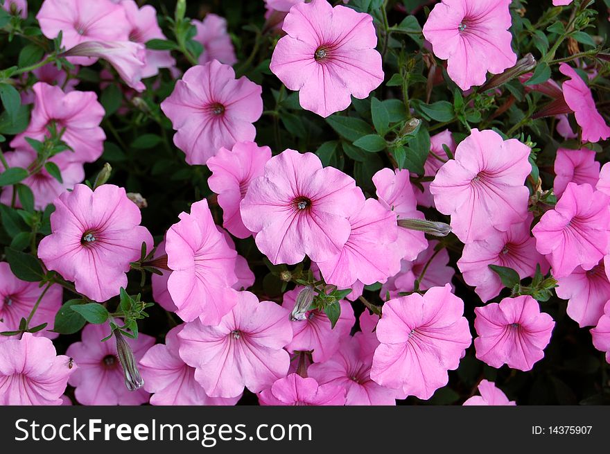 A cheerful background of bright pink spring flowers. A cheerful background of bright pink spring flowers.
