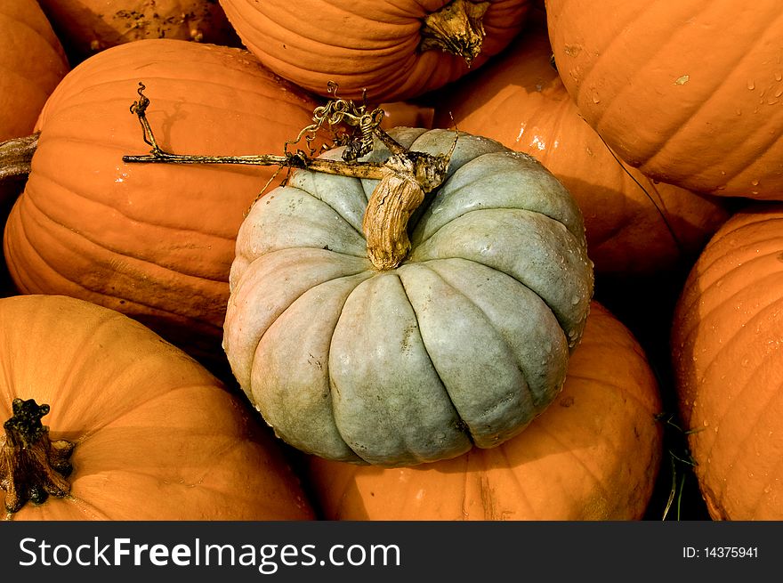 A white pumpkin with a unique stem surrounded by common, orange pumpkins.