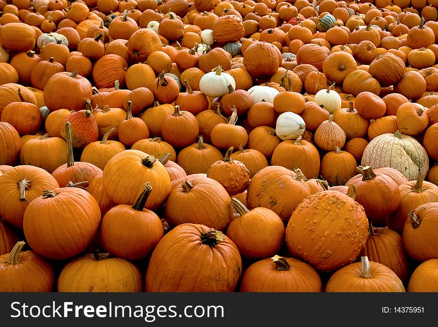 A pumpkin patch populated by pumpkins of different sizes, colors and shapes.