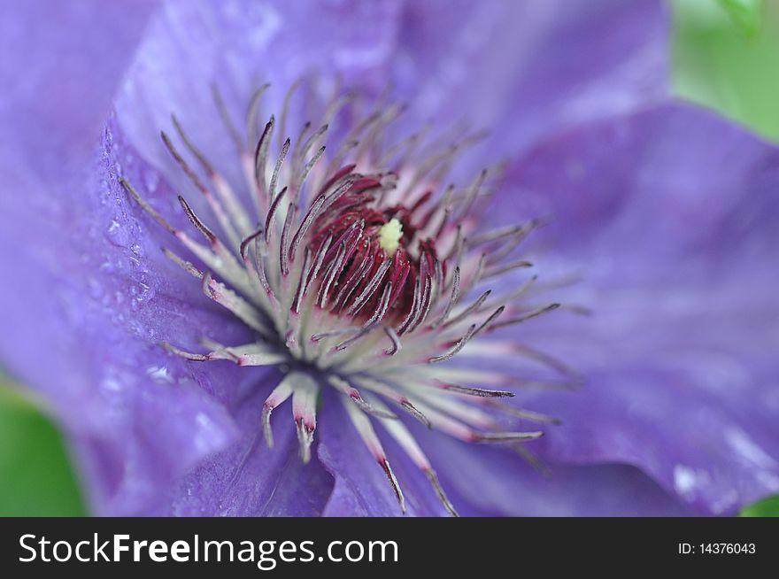 Macro image taken of a lavender Clematis flower. Macro image taken of a lavender Clematis flower