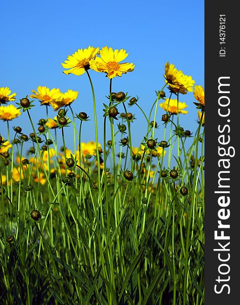 Yellow flower over blue sky background. Yellow flower over blue sky background