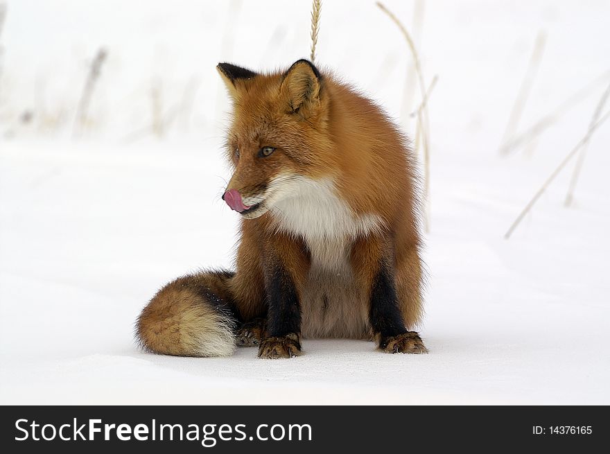 The red fox, in a habitat of dwelling. Russia. Kamchatka. The red fox, in a habitat of dwelling. Russia. Kamchatka.