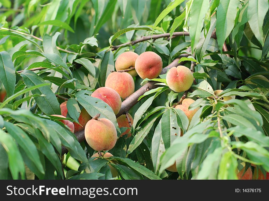 Peach tree with peach fruit on it