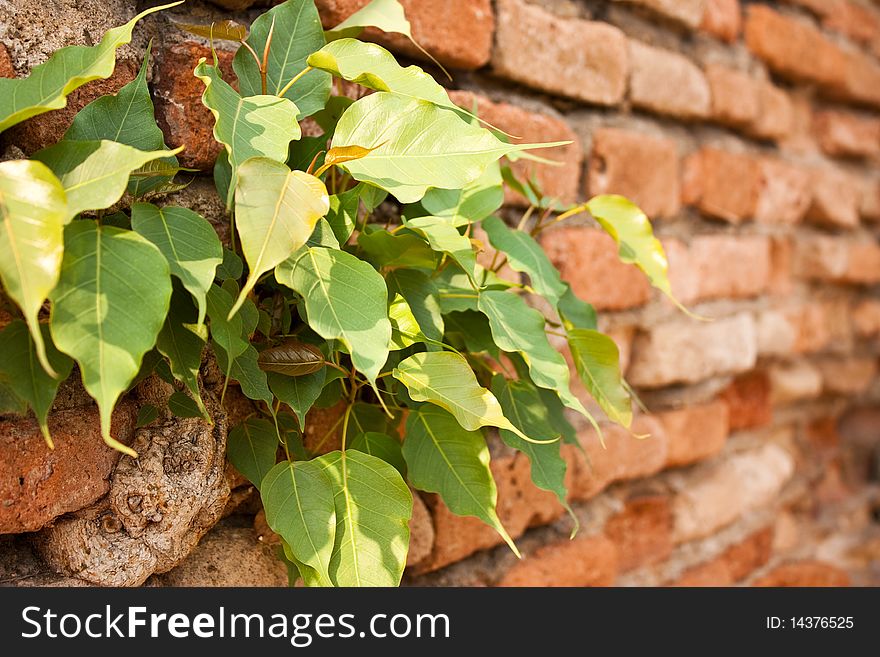 Boddhi tree On Chiang Mai wall. Boddhi tree On Chiang Mai wall.