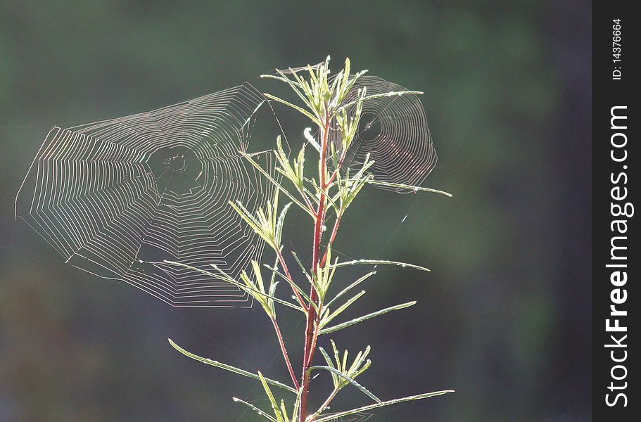 Spiderwebs  are intricately weaved into a tall plant. Spiderwebs  are intricately weaved into a tall plant.