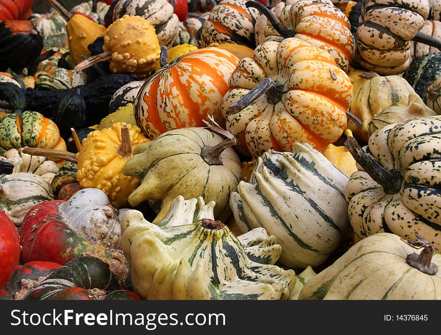 Selection of colorful pumpkins and gourds